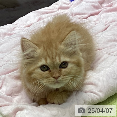ラガマフィンの写真