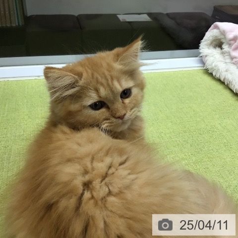 ラガマフィンの写真