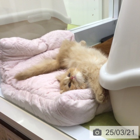 ラガマフィンの写真