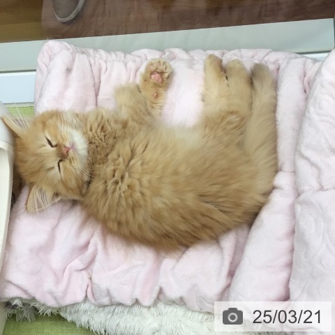 ラガマフィンの写真
