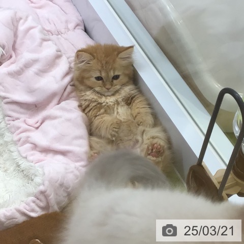 ラガマフィンの写真