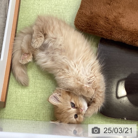 ラガマフィンの写真