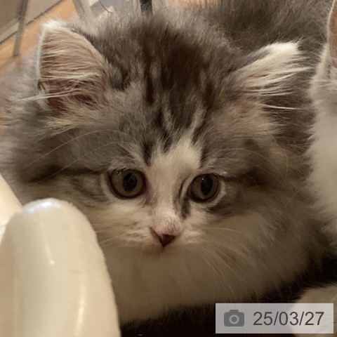 ラガマフィンの写真