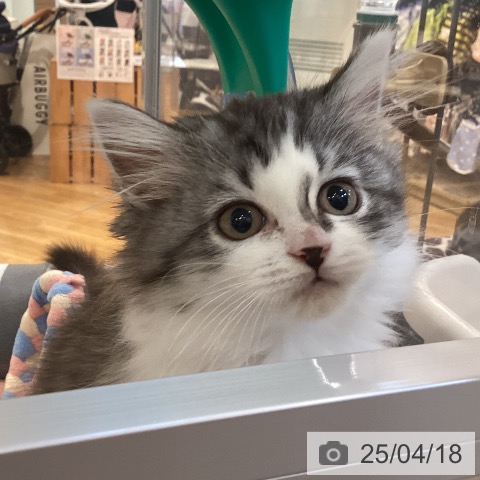 ラガマフィンの写真