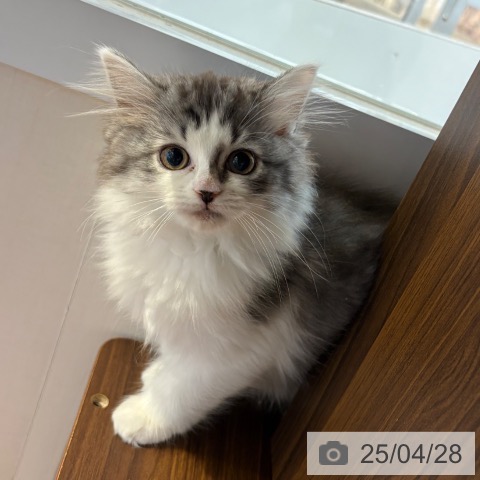 ラガマフィンの写真