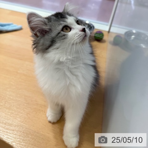 ラガマフィンの写真