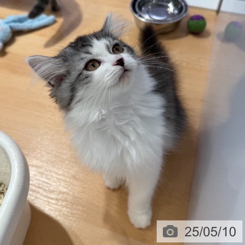 ラガマフィンの写真