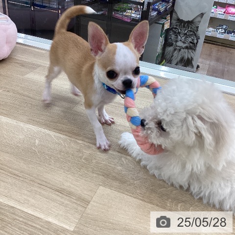 チワワの写真