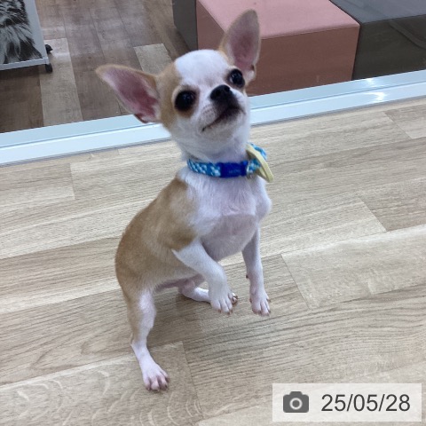 チワワの写真
