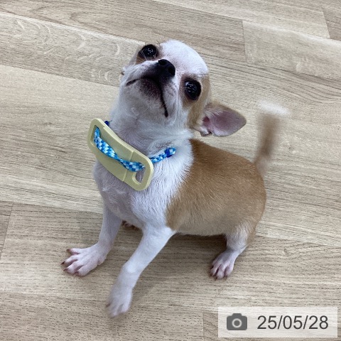 チワワの写真