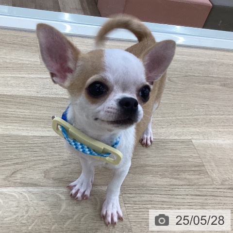チワワの写真