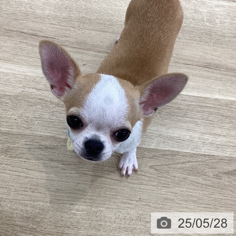 チワワの写真