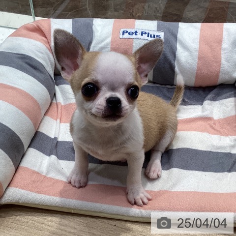 チワワの写真