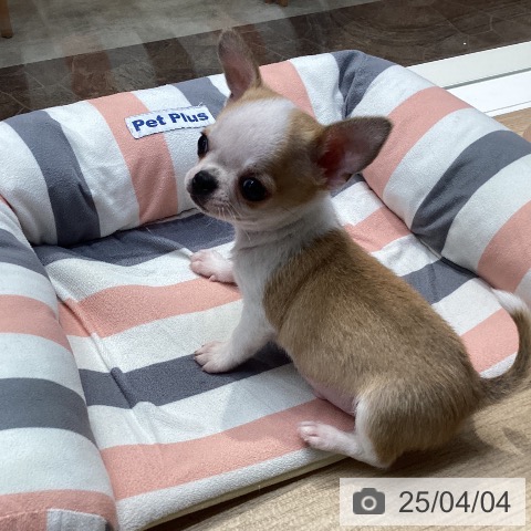 チワワの写真