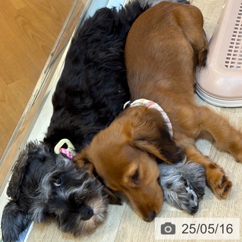ミニチュア・ダックスフンドの写真