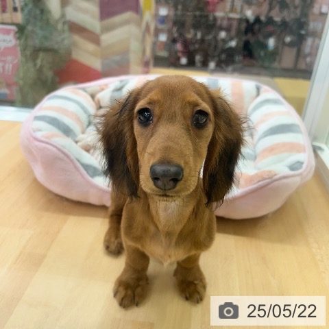 ミニチュア・ダックスフンドの写真