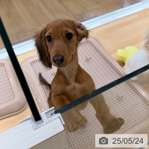 ミニチュア・ダックスフンドの写真