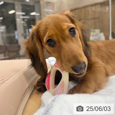 ミニチュア・ダックスフンドの写真