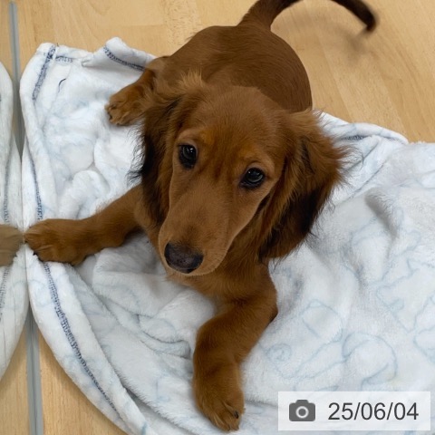 ミニチュア・ダックスフンドの写真