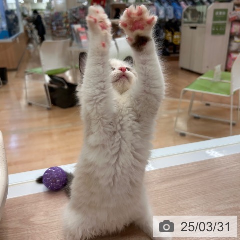 ラグドールの写真