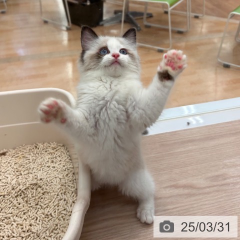 ラグドールの写真