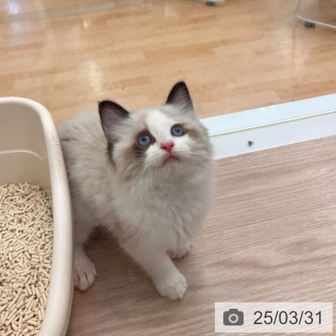 ラグドールの写真