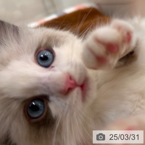 ラグドールの写真