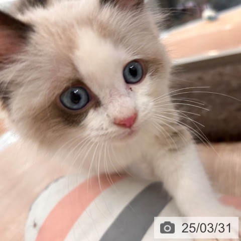 ラグドールの写真