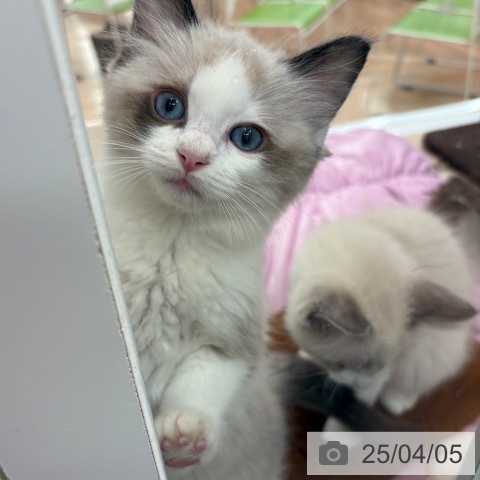 ラグドールの写真