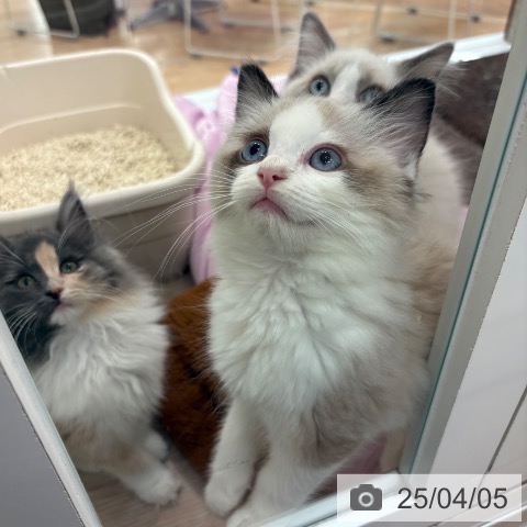 ラグドールの写真