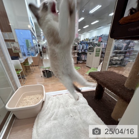 ラグドールの写真