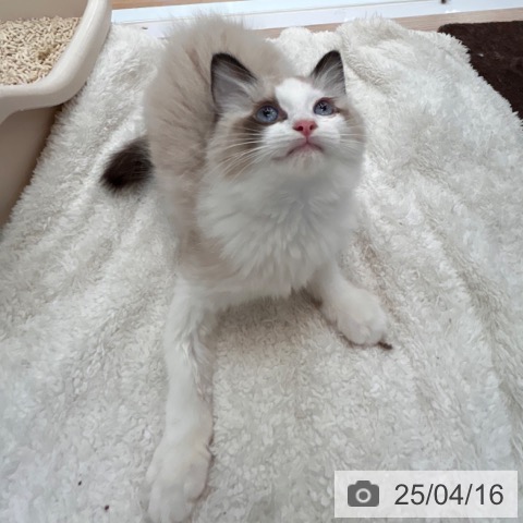 ラグドールの写真
