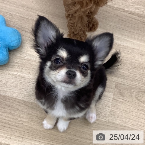 チワワの写真