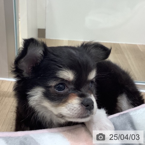 チワワの写真
