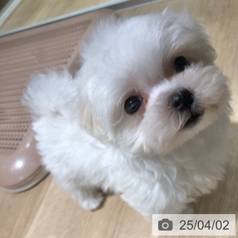 マルチーズの写真
