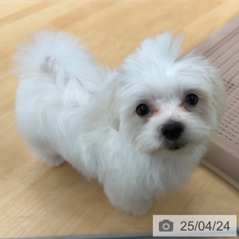 マルチーズの写真