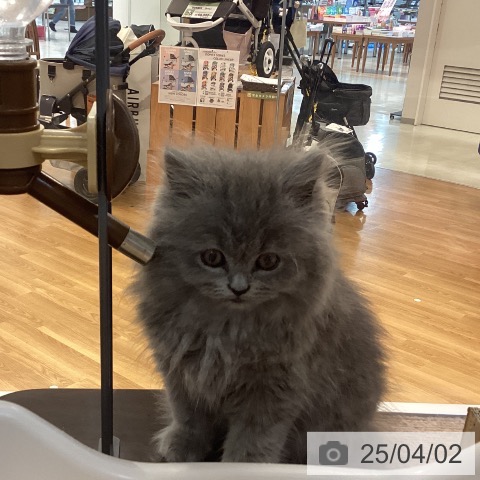 ブリティッシュショートヘアの写真