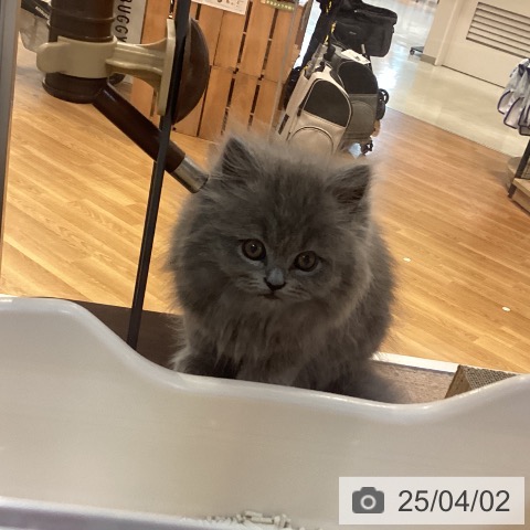ブリティッシュショートヘアの写真