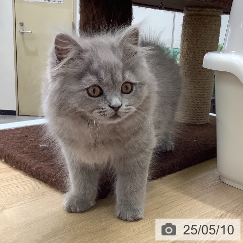 ブリティッシュショートヘアの写真