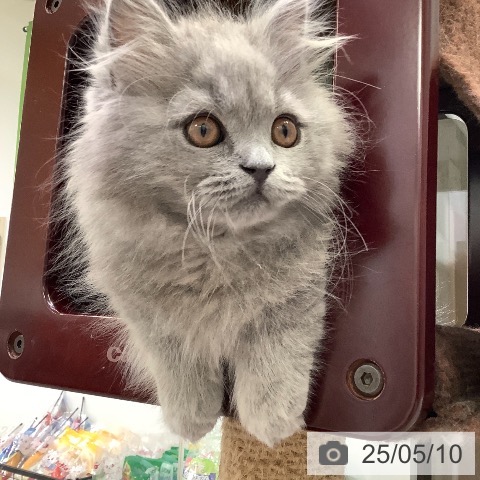 ブリティッシュショートヘアの写真