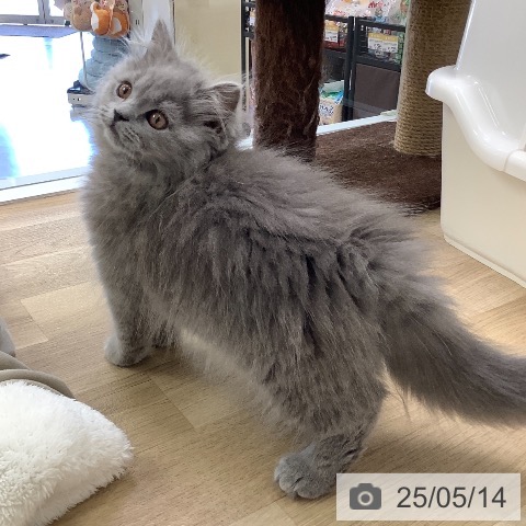 ブリティッシュショートヘアの写真