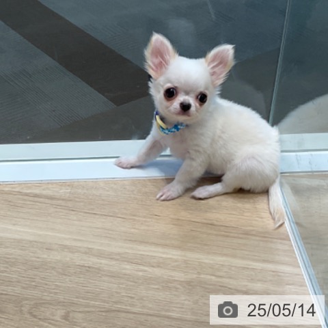チワワの写真