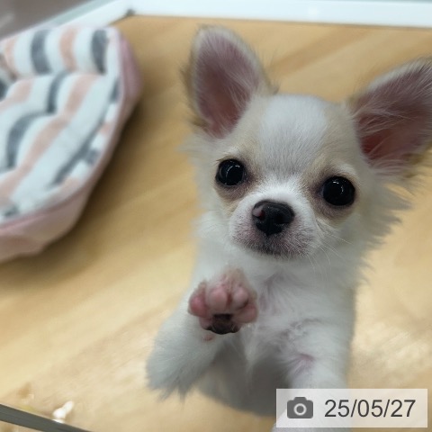 チワワの写真