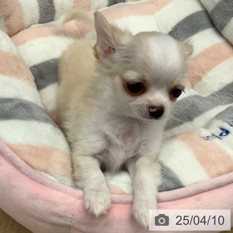 チワワの写真