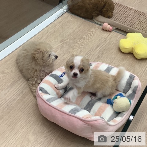 チワワの写真