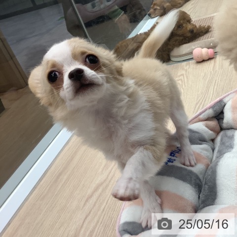 チワワの写真