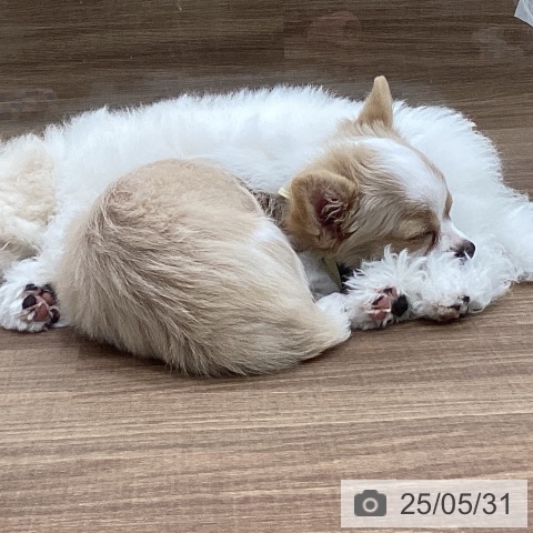チワワの写真