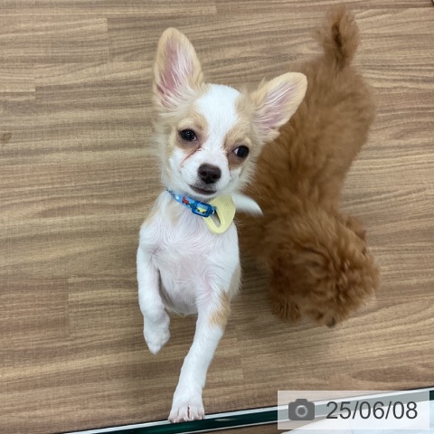 チワワの写真