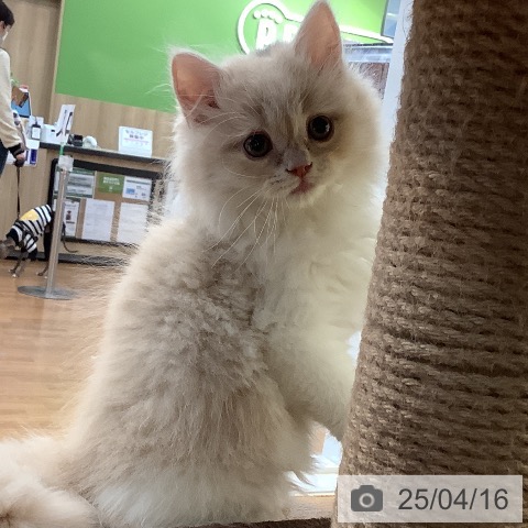 ラガマフィンの写真
