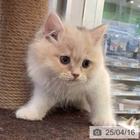 ラガマフィンの写真